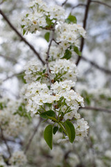 Paradise lush cherry blossom in the garden. Branches with cherry blossoms. Blooming spring cherry orchard