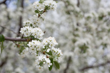 Paradise lush cherry blossom in the garden. Branches with cherry blossoms. Blooming spring cherry orchard