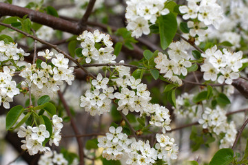 Paradise lush cherry blossom in the garden. Branches with cherry blossoms. Blooming spring cherry orchard