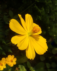 yellow flower in the garden