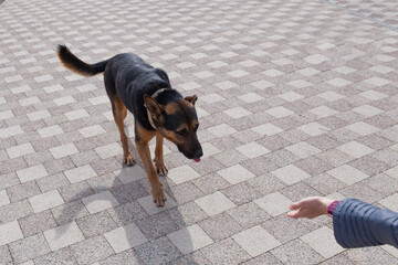 Homeless dog and human hand, outdoor