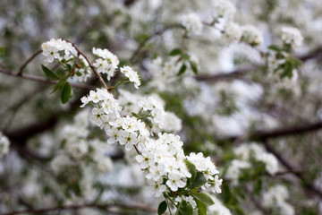 Paradise lush cherry blossom in the garden. Branches with cherry blossoms. Blooming spring cherry orchard