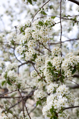 Paradise lush cherry blossom in the garden. Branches with cherry blossoms. Blooming spring cherry orchard