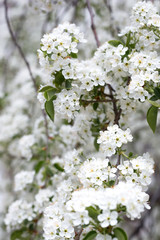 Paradise lush cherry blossom in the garden. Branches with cherry blossoms. Blooming spring cherry orchard