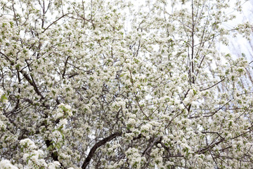Paradise lush cherry blossom in the garden. Branches with cherry blossoms. Blooming spring cherry orchard