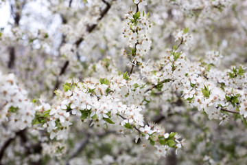 Paradise lush cherry blossom in the garden. Branches with cherry blossoms. Blooming spring cherry orchard
