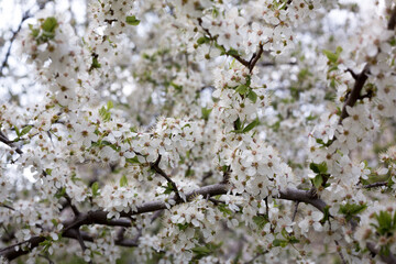 Paradise lush cherry blossom in the garden. Branches with cherry blossoms. Blooming spring cherry orchard