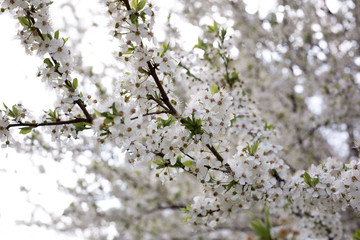 Paradise lush cherry blossom in the garden. Branches with cherry blossoms. Blooming spring cherry orchard
