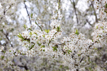 Paradise lush cherry blossom in the garden. Branches with cherry blossoms. Blooming spring cherry orchard