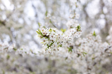 Paradise lush cherry blossom in the garden. Branches with cherry blossoms. Blooming spring cherry orchard