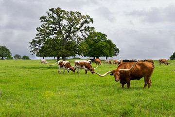 Longhorn bull with cattle in background