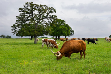 Longhorn bull grazing with herd