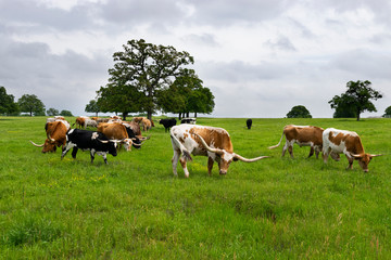 Fototapeta na wymiar Longhorn cattle grazing in pasture