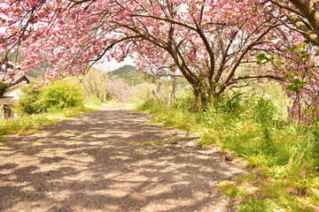 満開の桜と木漏れ日の道