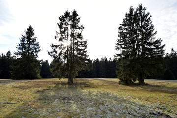 Waldwiese auf dem Usarkopf