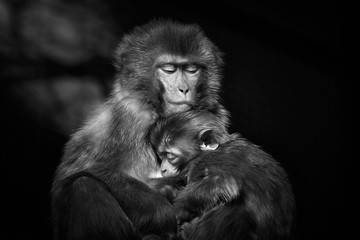 Mother monkey holding baby monkey ( concept love ) - Powered by Adobe