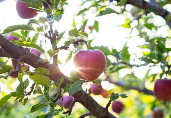 Red apples on tree branch at sunset