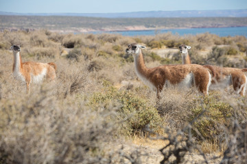 Puerto Madryn. Argentina. Alpaca (llama) in the steppes of Argentina.
 The habitat of alpacas is the steppes and mountains of South America.