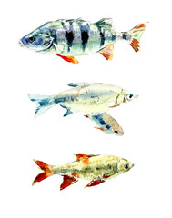 Perch. Fishing. Pattern from water inhabitants. Watercolor hand drawn illustration