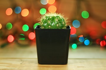 Cactus isolated on wood and beautiful light abstract background.