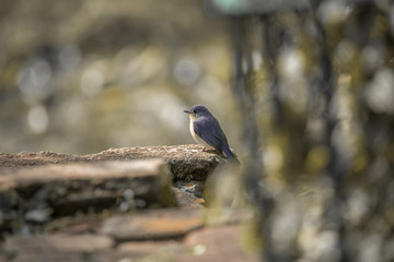 great spotted woodpecker