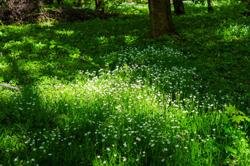 Green forest 