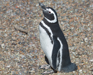 Fototapeta premium Puerto Madryn. Argentina. Magellanic penguin. The Magellanic penguin is named after Ferdinand Magellan who discovered the habitat of penguins. The main breeding range is the Patagonian coast, Tierra 