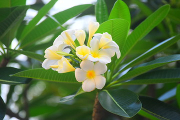 white plumeria flower