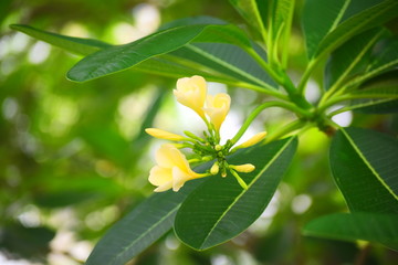 grasshopper on flower