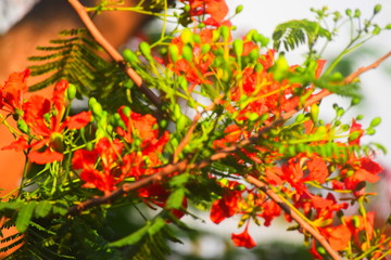 orange flower in the garden