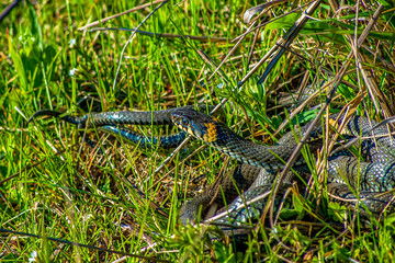 Two black snakes lie in the grass, mating snakes. Black snake in the grass close up