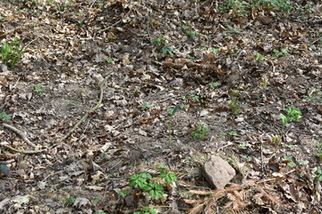 Waldboden, Natur