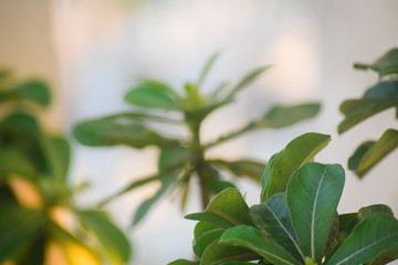 fresh green leaves in focus