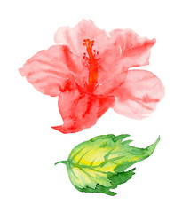 red hibiscus flower and green leaf isolated on white, watercolor floral set.