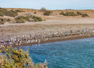 Puerto Madryn. Argentina. Magellanic penguin colony on the coast of Punta Tombo.
 The Magellanic...