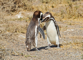 Puerto Madryn. Argentina. Mating dance of Magellanic penguins.
 During the mating season, the male attracts the female by shouting. Then the male walks in a circle around the female, quickly flapping 