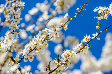 Cherry blossom branch in the garden in spring
