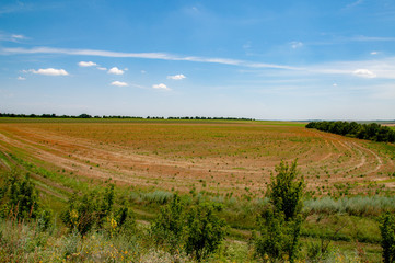 Rural landscape with a field of wheat. Scenery of countryside in European country. Rural scene of agricultural industry. Summer view of fields and pastures.