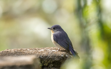 Tickell's blue flycatcher is a small passerine bird in the flycatcher family. This is an insectivorous species which breeds in tropical Asia, from the Indian Subcontinent eastwards to Bangladesh 