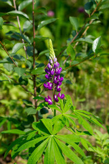 Beautiful magenta lupin in a green summer garden 