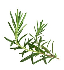 Rosemary twig and leaves isolated on white background with clipping path, close-up, collection