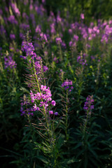 Obraz premium Blooming Chamerion angustifolium or rosebay willowherb, or great willowherb. Fireweed leaves can be used as fermented tea.
