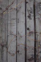 Wood background. Light tree in the open air. Branches of separation hang on the background.
