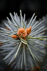 close up of a flower