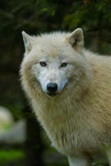 Polarwolf oder Weißwolf (Canis lupus arctos)