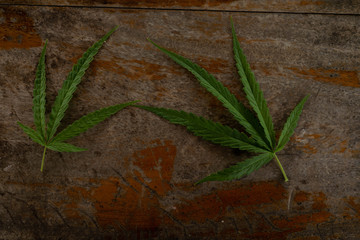 Obraz premium green marijuana leaf on wood table background