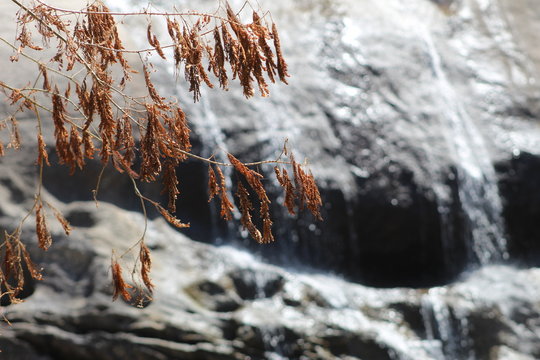Dry leaves focused on in front of a flowing waterfalls. Reddish dry leaves makes the perfect vintage scene. © Ashwin