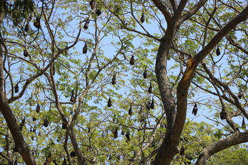 Colony of bats on branches of a tree