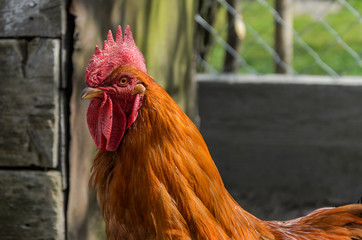 Red rooster walks in the yard on the farm