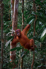 Naklejka premium Travel Photography Asia - Freedom Wild Orangutans - Indonesia Series